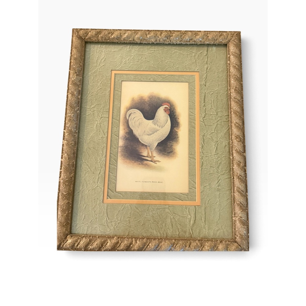 Vintage White Plymouth Rock Male Rooster Framed Art Print Farmhouse Decor 15x12